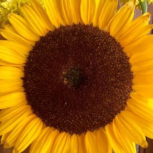 Meet your Posher, Liz